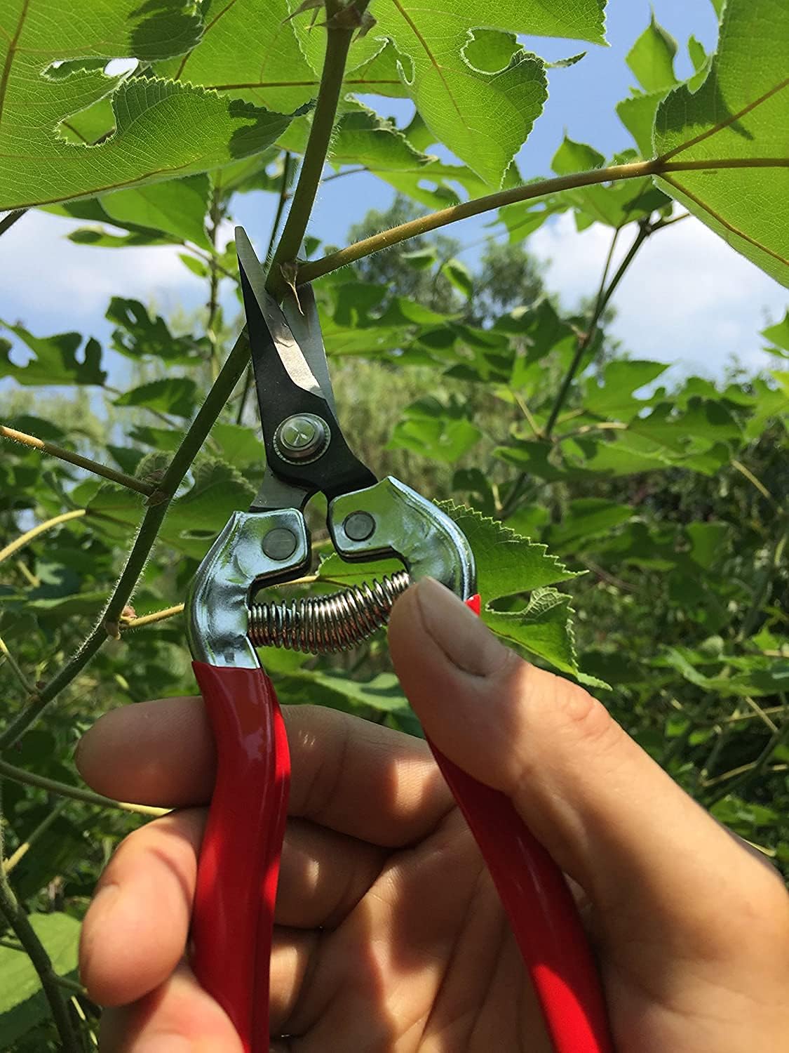 8" Professional Premium Bypass Titanium Pruning Shears(GPPS-1003) | Titanium coated SK5 steel blade, Ergonomic non-slip handle, Sap groove anti-stick design, Cuts up to 3/4" branches