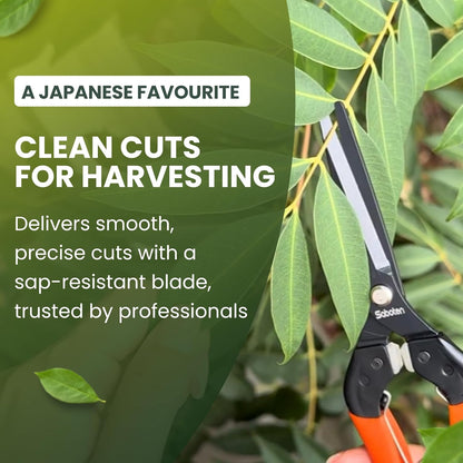 Saboten 7.9" Professional Japanese Harvesting Shears, Straight Precision Blade, Black Fluorine-Coated Stainless Steel, Spring-Loaded, Shock-Absorbing Grip, Safety Lock, Made in Japan