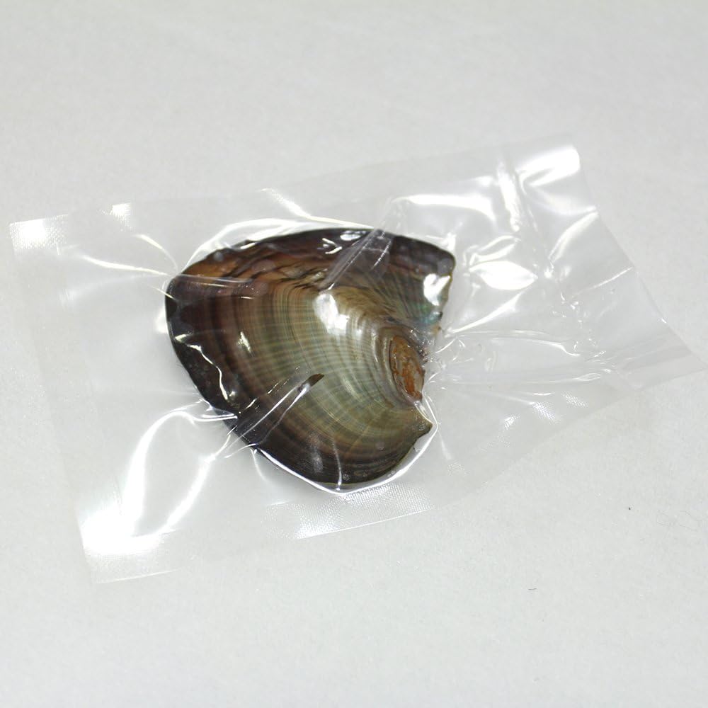 1PC Freshwater Pearl Oyster with 10 Mix Color Round Love Wish Pearls Inside Meaningful Color (6-8mm), Valentines Mothers Day Birthday Gifts Oysters with Pearls Inside (Total 10 Pearls)