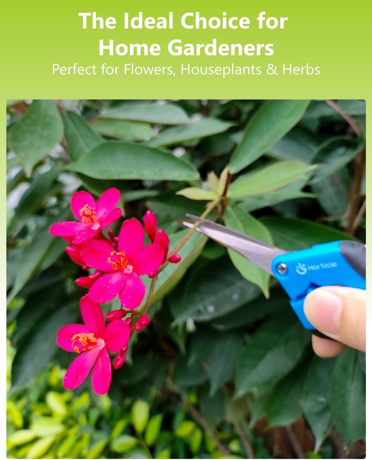 2-Pack 6.5" Garden Scissors Pruning Shears for Detailed Gardening | Ultra-Sharp Stainless Steel Precision Trimming Snips – Micro-Tip Straight & Curved Blades for Flowers & Delicate Plant Care