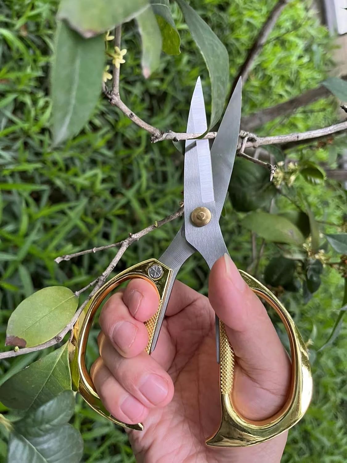Indoor Plant Shears Garden Scissors, Flower Pruners Made of Japan SK5 Stainless Steel, Flowers Herbs and Plant Cutters, Clippers, Trimmers, Loppers, Bonsai Potted Plant Pruning Scissors