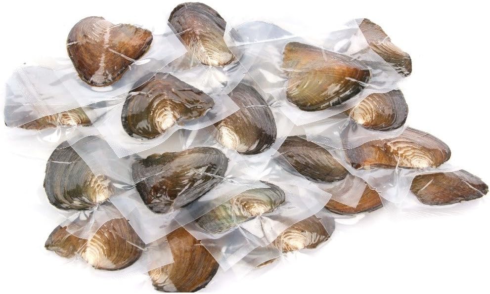 10PC Freshwater Pearl Cultured Oyster with Pearls Inside - Love Wish Gift for Children, Family, Friends - Perfect for Parties (6-8mm, 10PC)