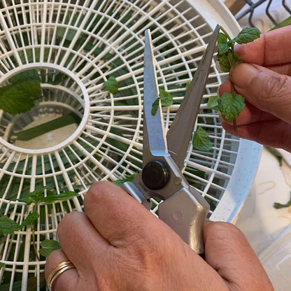 Pruning Shears - Garden Scissors Florist Snips - 2.5” Blades - Flower Scissors for Cutting Fresh Flowers, Trimming, or Harvesting Herbs or Fruit - Pruners for Gardening Tools by Kings County Tools