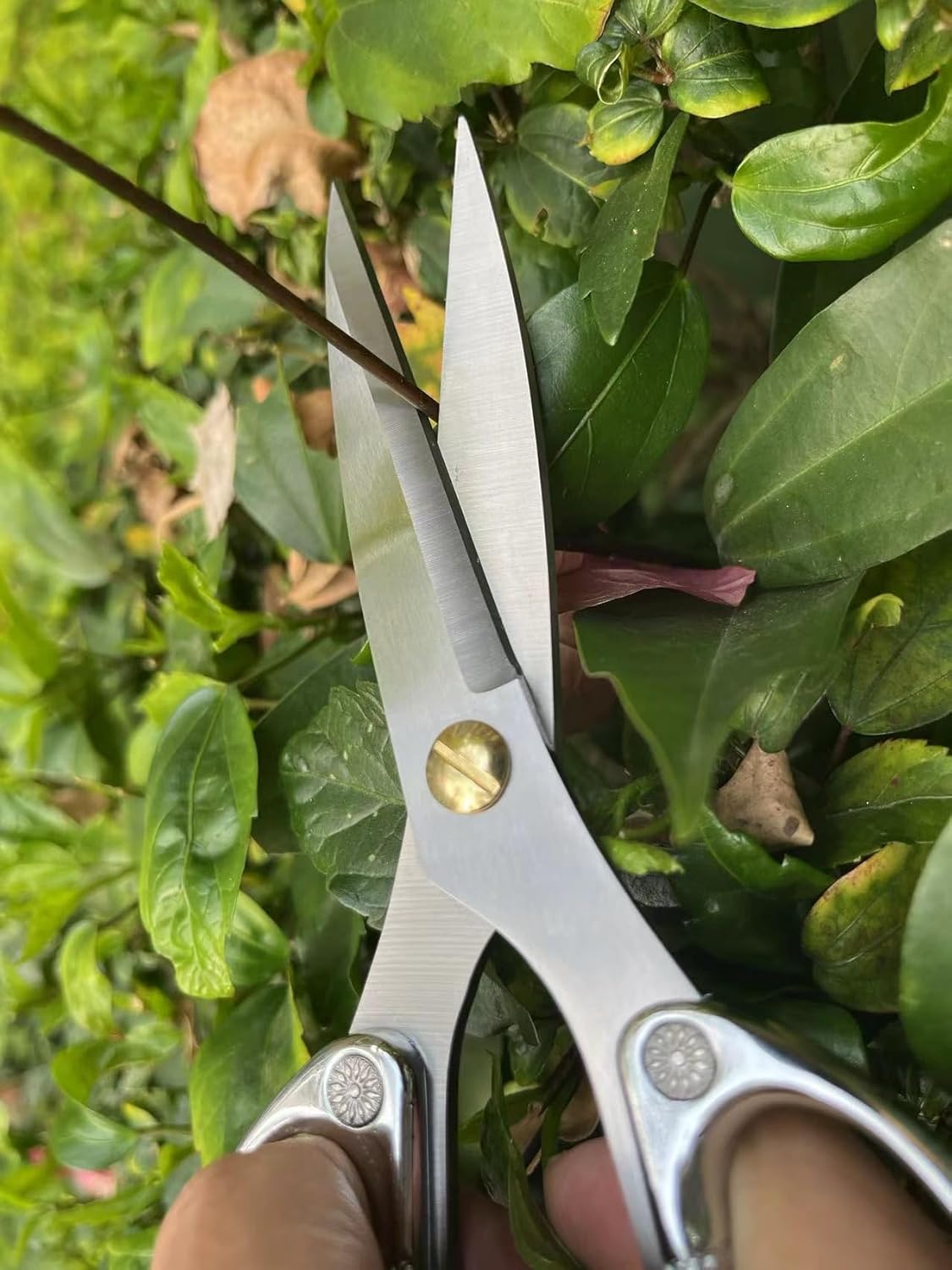 Indoor Plant Shears Garden Scissors, Flower Pruners Made of Japan SK5 Stainless Steel, Flowers Herbs and Plant Cutters, Clippers, Trimmers, Loppers, Bonsai Potted Plant Pruning Scissors