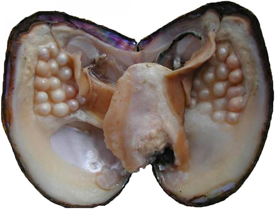 Cultured Pearls In Oysters, Freshwater Pearl Oysters With Pearls Inside | Big Oyster Pearls For Jewelry Making, Anniversary Decoration, Birthday Gifts(5-7mm)