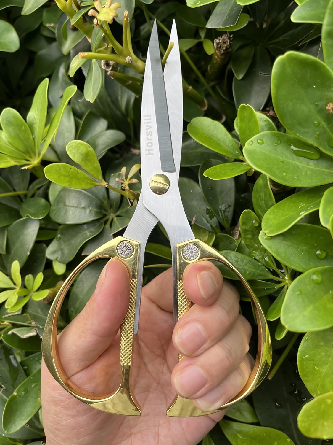 Indoor Plant Shears Garden Scissors, Flower Pruners Made of Japan SK5 Stainless Steel, Flowers Herbs and Plant Cutters, Clippers, Trimmers, Loppers, Bonsai Potted Plant Pruning Scissors