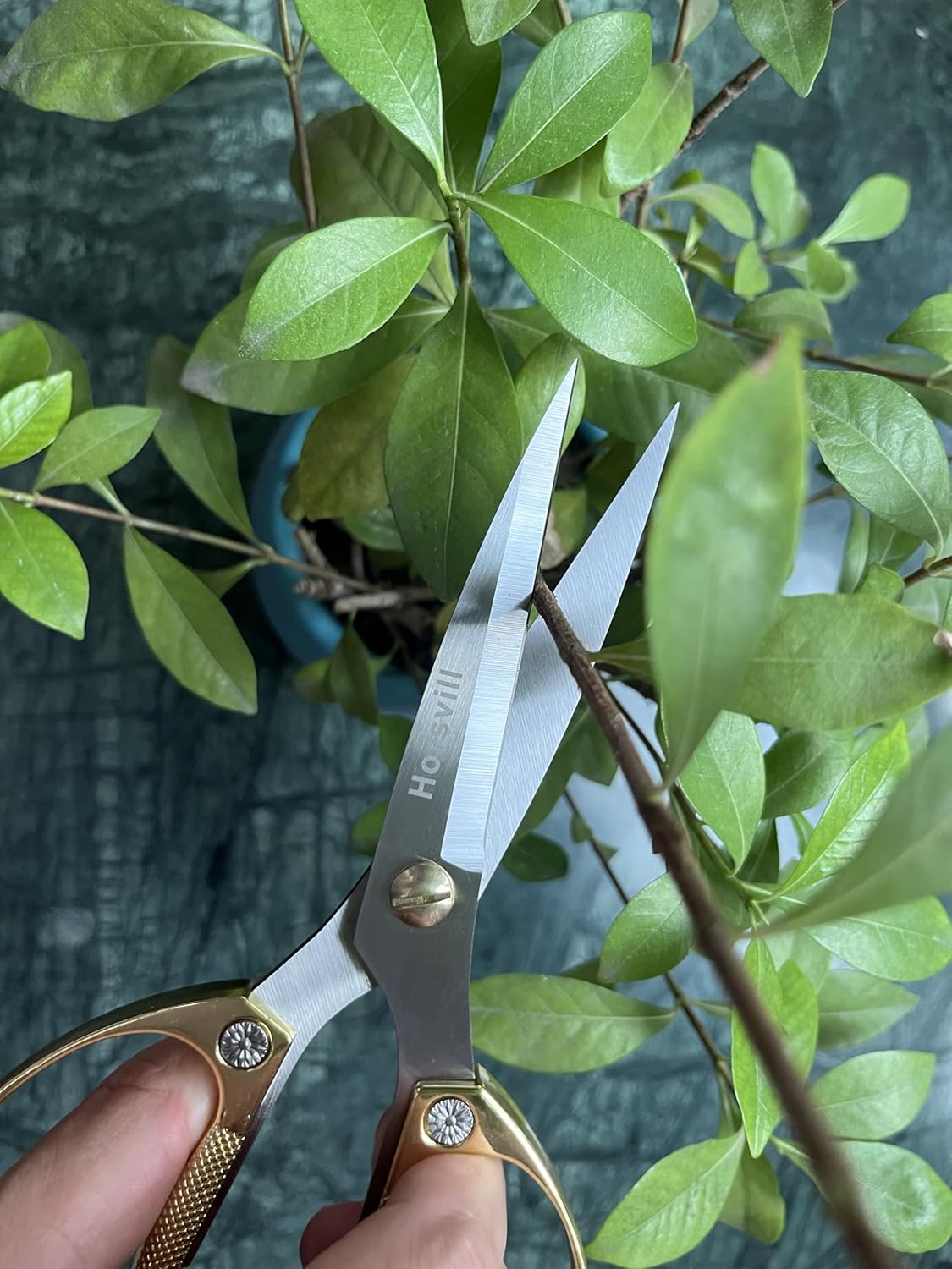 Indoor Plant Shears Garden Scissors, Flower Pruners Made of Japan SK5 Stainless Steel, Flowers Herbs and Plant Cutters, Clippers, Trimmers, Loppers, Bonsai Potted Plant Pruning Scissors