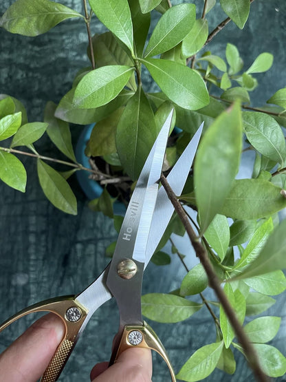 Indoor Plant Shears Garden Scissors, Flower Pruners Made of Japan SK5 Stainless Steel, Flowers Herbs and Plant Cutters, Clippers, Trimmers, Loppers, Bonsai Potted Plant Pruning Scissors