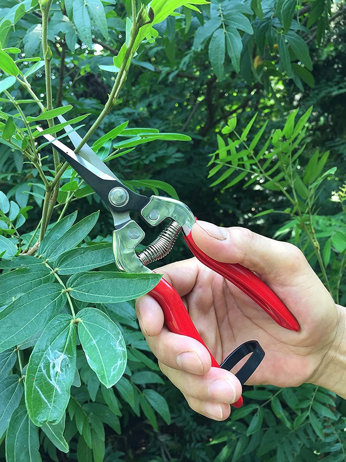 gonicc 8" Professional Premium Titanium Bypass Pruning Shears (GPPS-1003), Hand Pruners, Garden Clippers, Bonsai Cutters