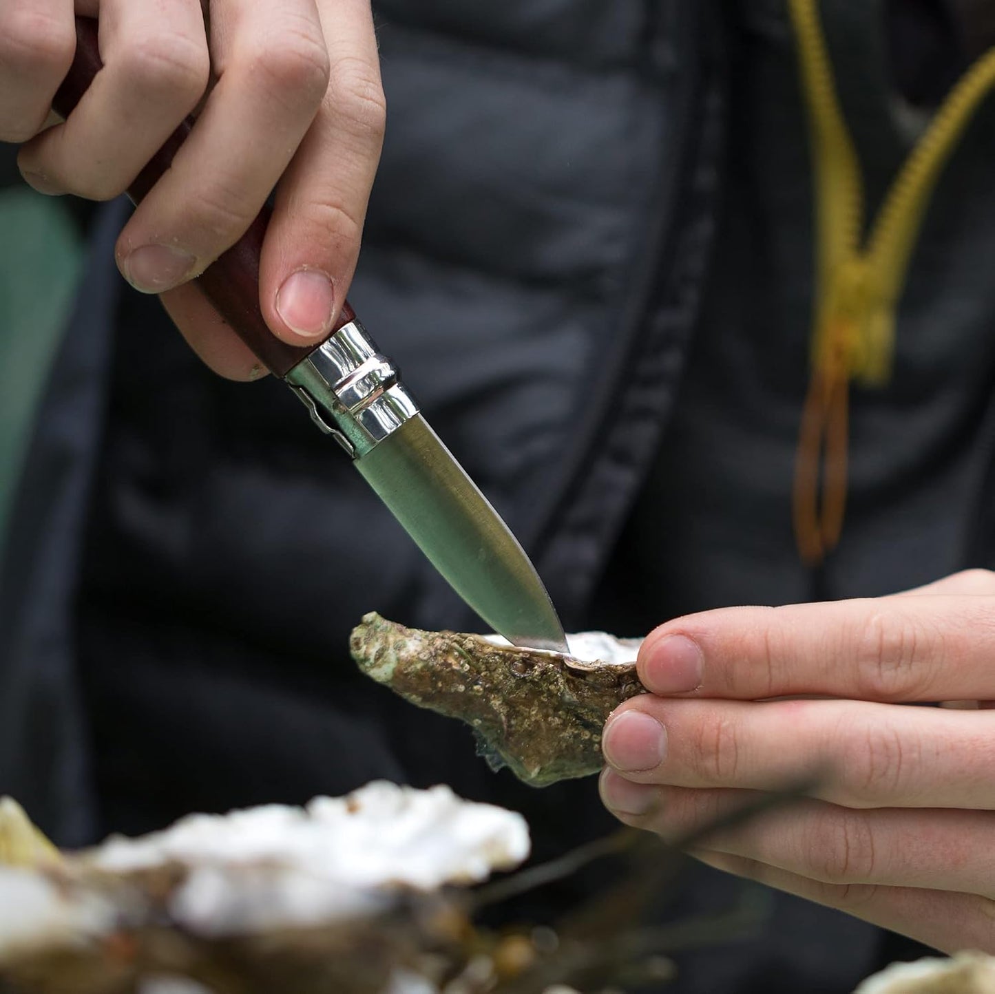 No.09 Stainless Steel Folding Oyster & Shellfish Knife with Padouk Handle