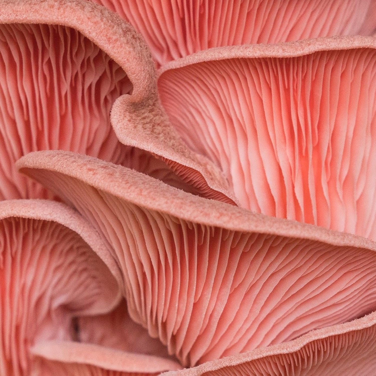 North Spore Organic Pink Oyster Mushroom Grow Kit, 4 lbs | Beginner-friendly Mushroom Spray & Grow Kit, USDA-Certified Organic, Harvest in 14-21 Days, Non-GMO, Handmade in Maine, USA
