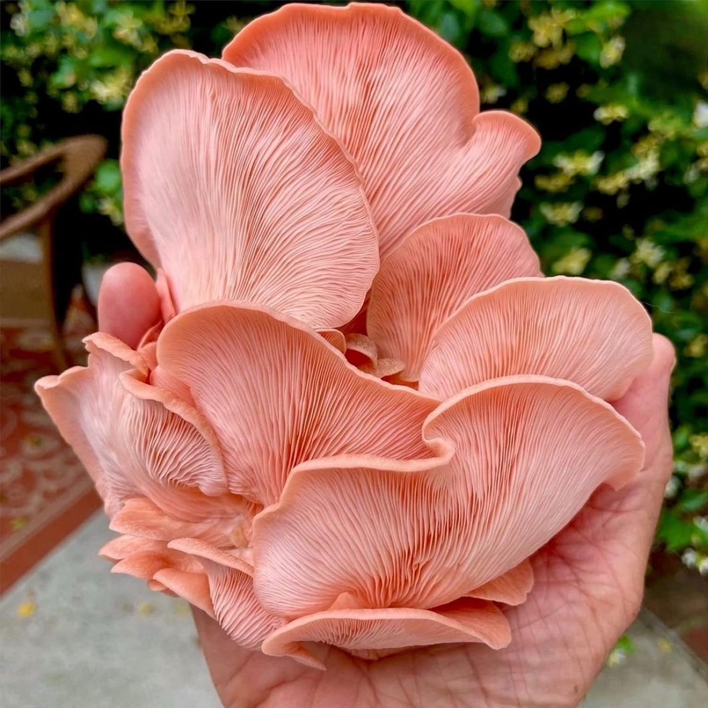 North Spore Organic Pink Oyster Mushroom Grow Kit, 4 lbs | Beginner-friendly Mushroom Spray & Grow Kit, USDA-Certified Organic, Harvest in 14-21 Days, Non-GMO, Handmade in Maine, USA