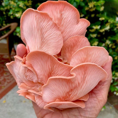 North Spore Organic Pink Oyster Mushroom Grow Kit, 4 lbs | Beginner-friendly Mushroom Spray & Grow Kit, USDA-Certified Organic, Harvest in 14-21 Days, Non-GMO, Handmade in Maine, USA