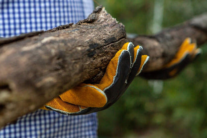 Leather Heat-Resistant BBQ Gloves, Kevlar Stitch, 1 Size
