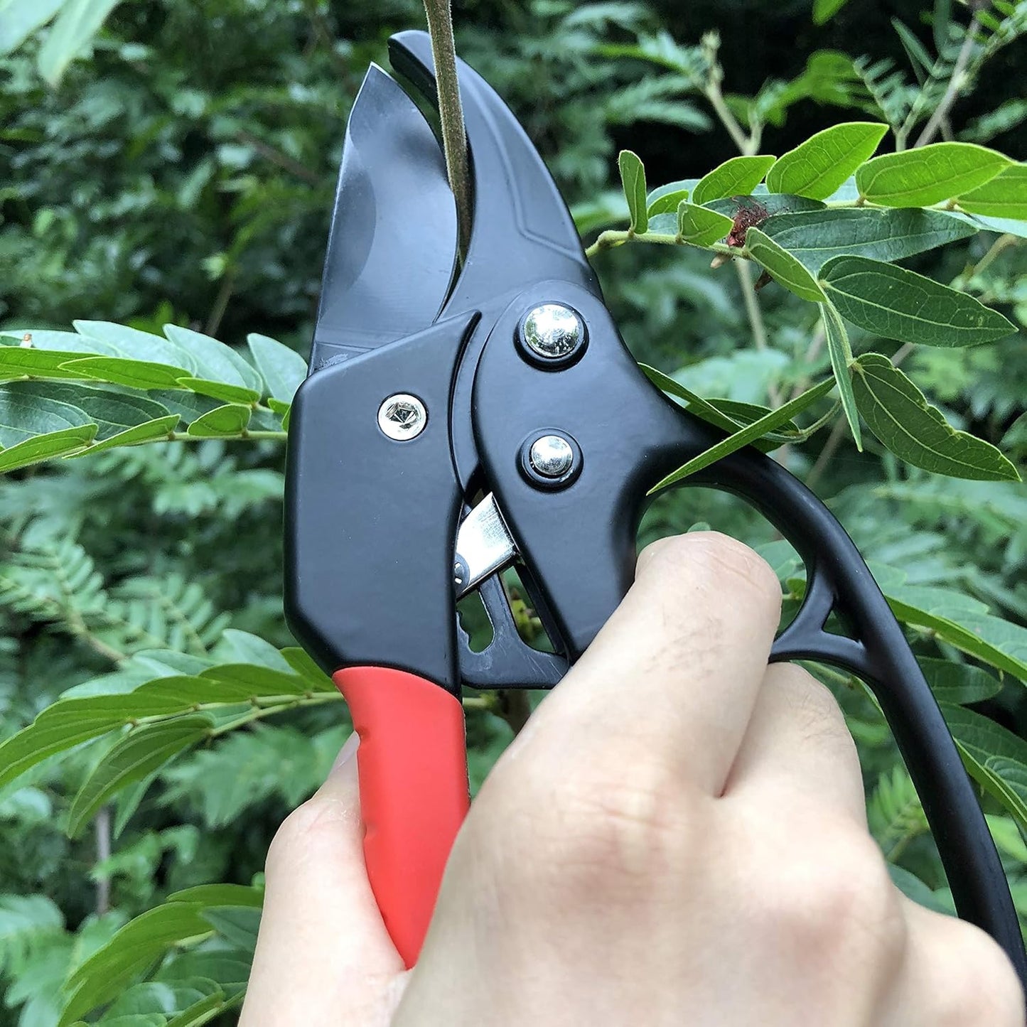 8" Professional Premium Bypass Titanium Pruning Shears(GPPS-1003) | Titanium coated SK5 steel blade, Ergonomic non-slip handle, Sap groove anti-stick design, Cuts up to 3/4" branches
