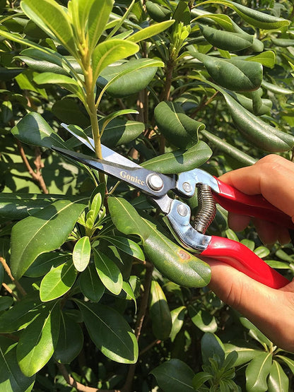 8" Professional Premium Bypass Titanium Pruning Shears(GPPS-1003) | Titanium coated SK5 steel blade, Ergonomic non-slip handle, Sap groove anti-stick design, Cuts up to 3/4" branches