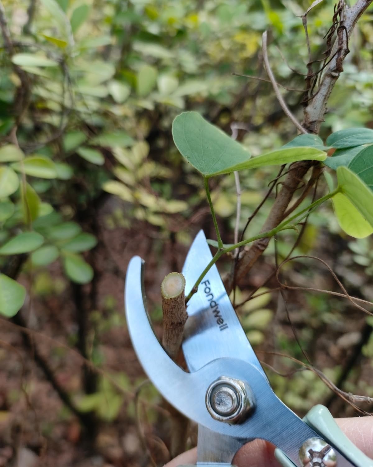 6.5" Small Pruning Shears Garden Snips Precision Trimming Scissors | 2-Pack Plant Scissors, Ultra-Sharp Micro-Tip Straight & Curved Blades, Fatigue-Free - for Flower, Bonsai, Detailed Gardening