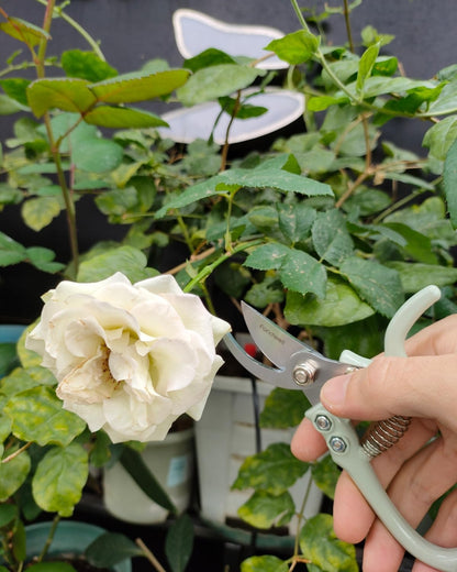 6.5" Small Pruning Shears Garden Snips Precision Trimming Scissors | 2-Pack Plant Scissors, Ultra-Sharp Micro-Tip Straight & Curved Blades, Fatigue-Free - for Flower, Bonsai, Detailed Gardening