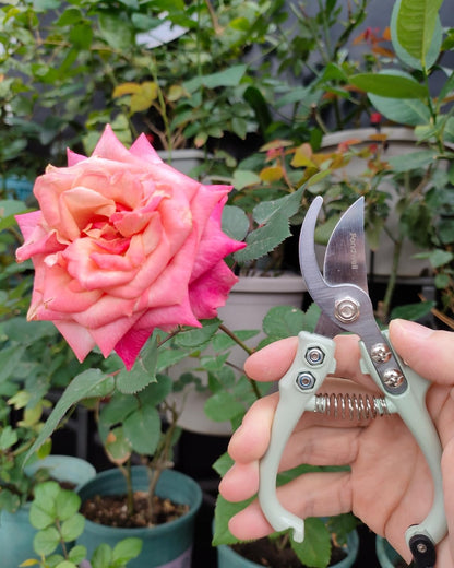 6.5" Small Pruning Shears Garden Snips Precision Trimming Scissors | 2-Pack Plant Scissors, Ultra-Sharp Micro-Tip Straight & Curved Blades, Fatigue-Free - for Flower, Bonsai, Detailed Gardening