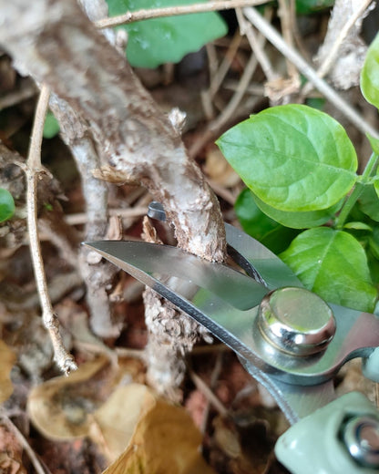 6.5" Small Pruning Shears Garden Snips Precision Trimming Scissors | 2-Pack Plant Scissors, Ultra-Sharp Micro-Tip Straight & Curved Blades, Fatigue-Free - for Flower, Bonsai, Detailed Gardening