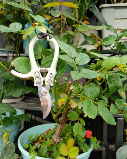 6.5" Small Pruning Shears Garden Snips Precision Trimming Scissors | 2-Pack Plant Scissors, Ultra-Sharp Micro-Tip Straight & Curved Blades, Fatigue-Free - for Flower, Bonsai, Detailed Gardening