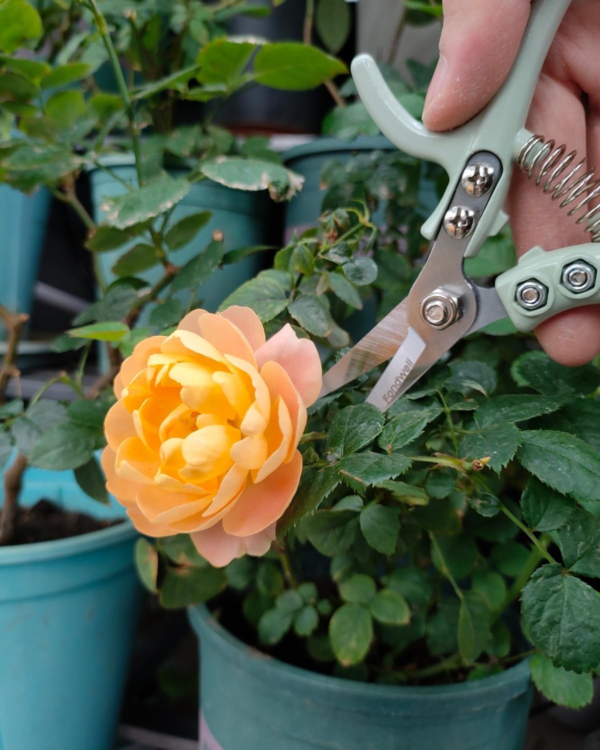 6.5" Small Pruning Shears Garden Snips Precision Trimming Scissors | 2-Pack Plant Scissors, Ultra-Sharp Micro-Tip Straight & Curved Blades, Fatigue-Free - for Flower, Bonsai, Detailed Gardening