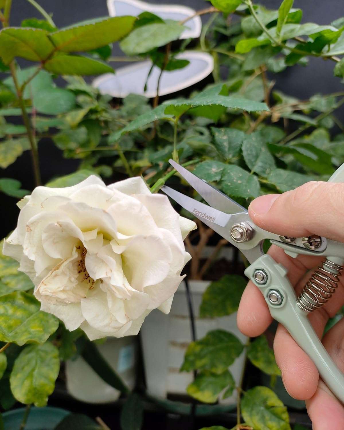 6.5" Small Pruning Shears Garden Snips Precision Trimming Scissors | 2-Pack Plant Scissors, Ultra-Sharp Micro-Tip Straight & Curved Blades, Fatigue-Free - for Flower, Bonsai, Detailed Gardening