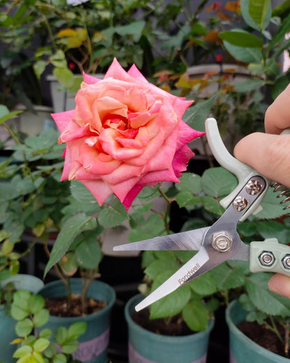 6.5" Small Pruning Shears Garden Snips Precision Trimming Scissors | 2-Pack Plant Scissors, Ultra-Sharp Micro-Tip Straight & Curved Blades, Fatigue-Free - for Flower, Bonsai, Detailed Gardening