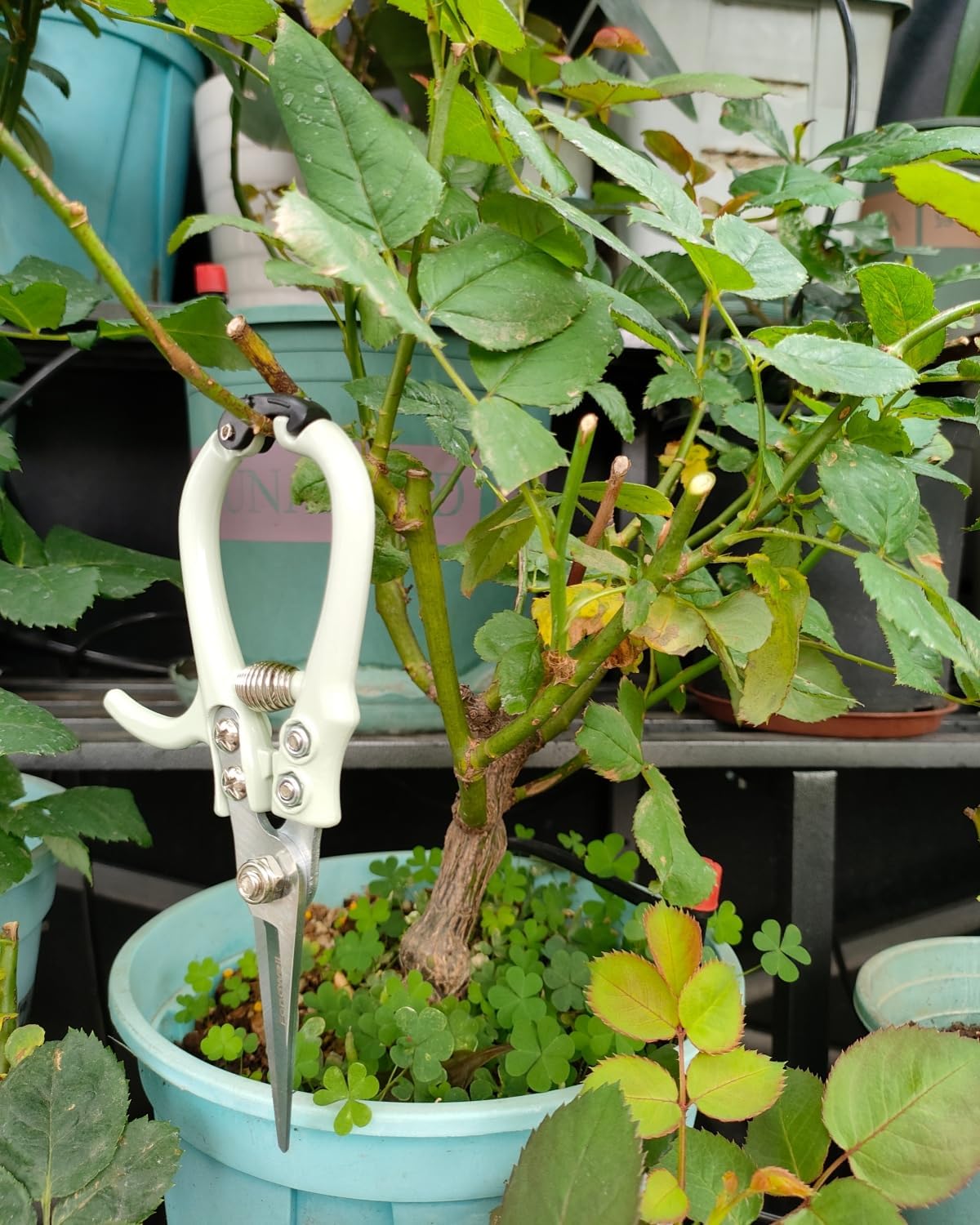 6.5" Small Pruning Shears Garden Snips Precision Trimming Scissors | 2-Pack Plant Scissors, Ultra-Sharp Micro-Tip Straight & Curved Blades, Fatigue-Free - for Flower, Bonsai, Detailed Gardening