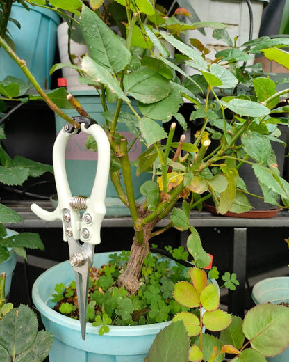 6.5" Small Pruning Shears Garden Snips Precision Trimming Scissors | 2-Pack Plant Scissors, Ultra-Sharp Micro-Tip Straight & Curved Blades, Fatigue-Free - for Flower, Bonsai, Detailed Gardening