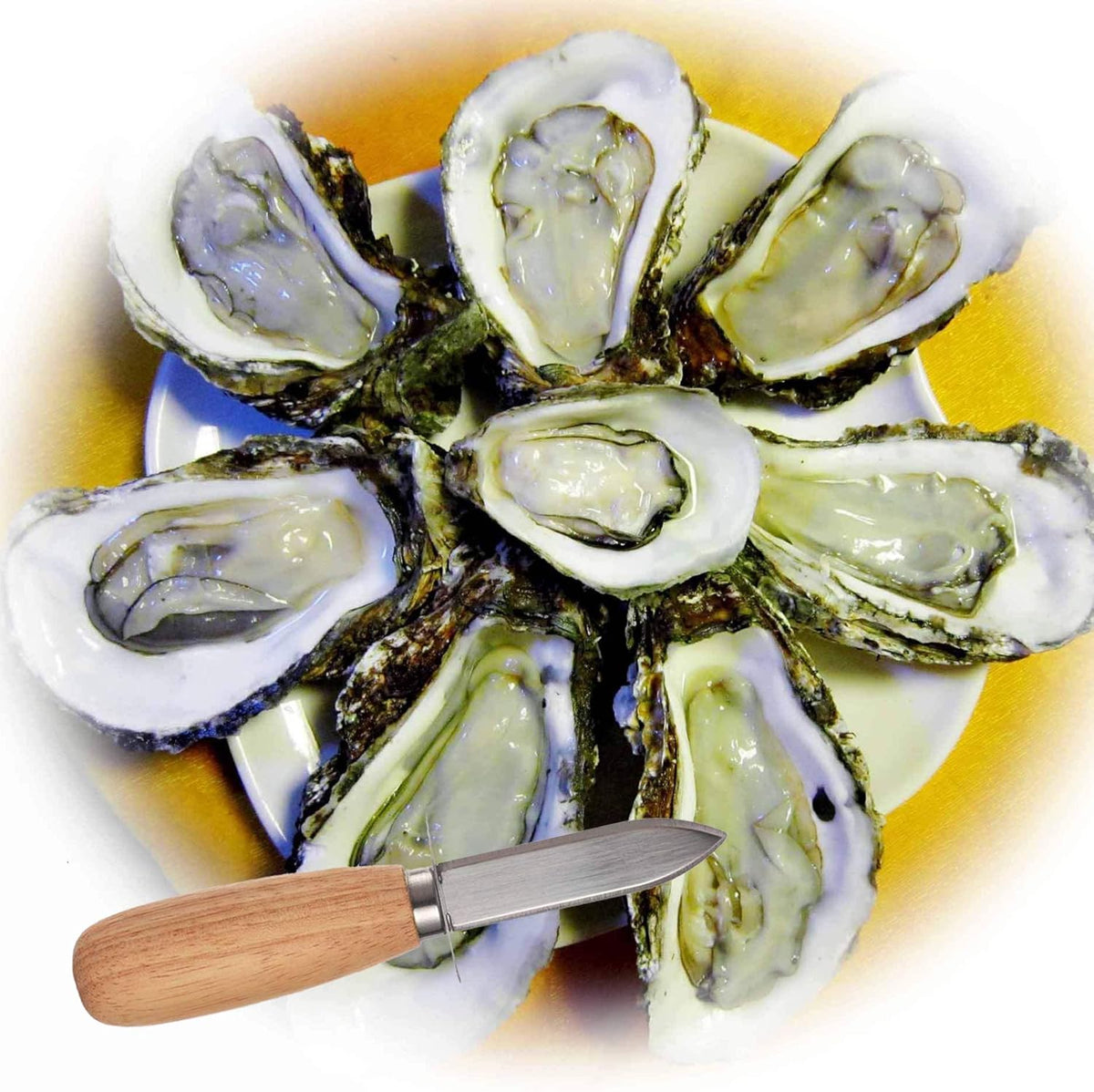 10Pcs Oyster Clam Shucking Knife Opener with Wooden Handle