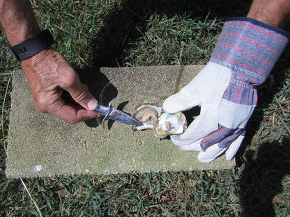 Oyster Shucking Knife Stainless Steel | Clam/Shellfish Opener, Seafood Knife, Guaranteed