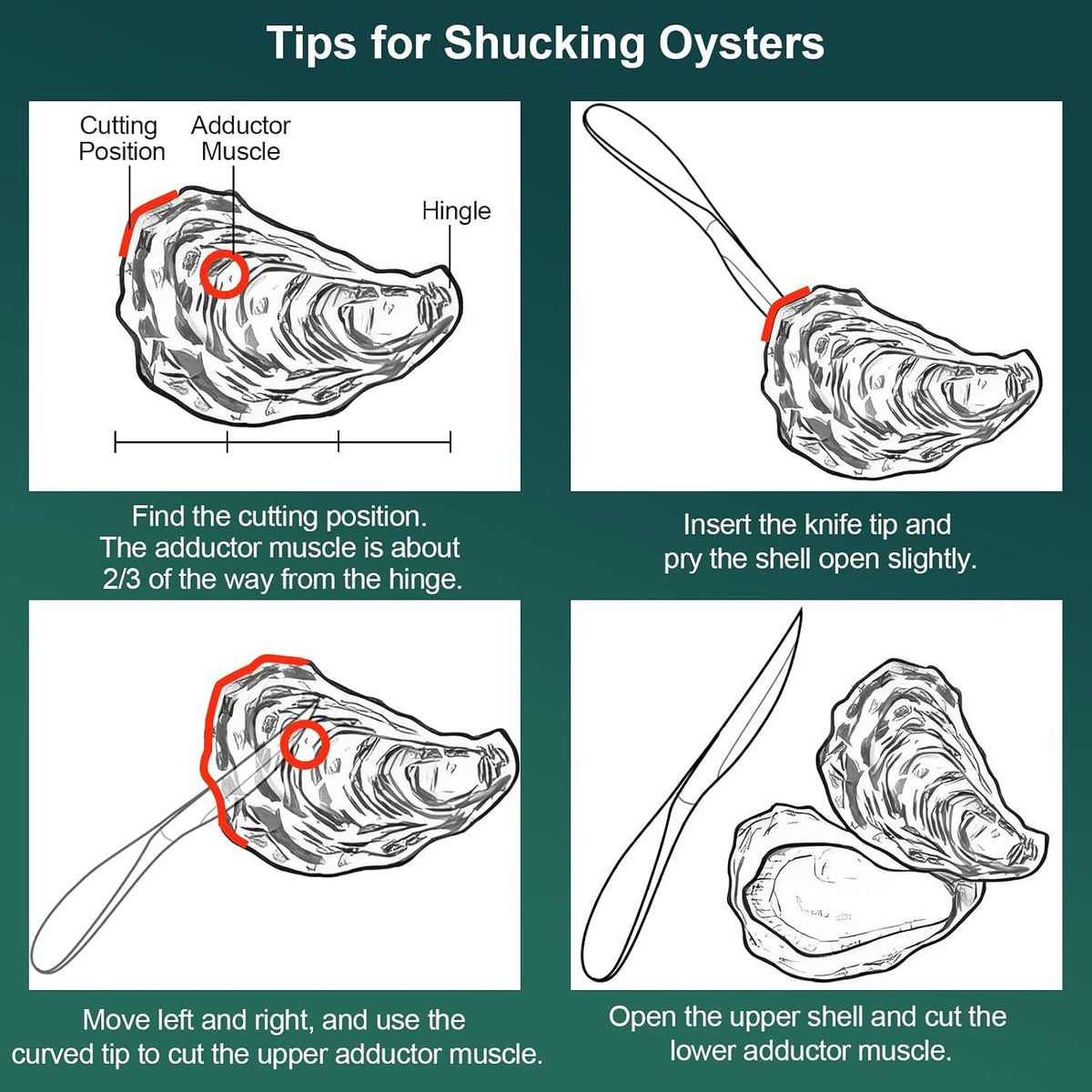 Premium Oyster Shucking Knife, Stainless Steel Oyster Shucker Tool