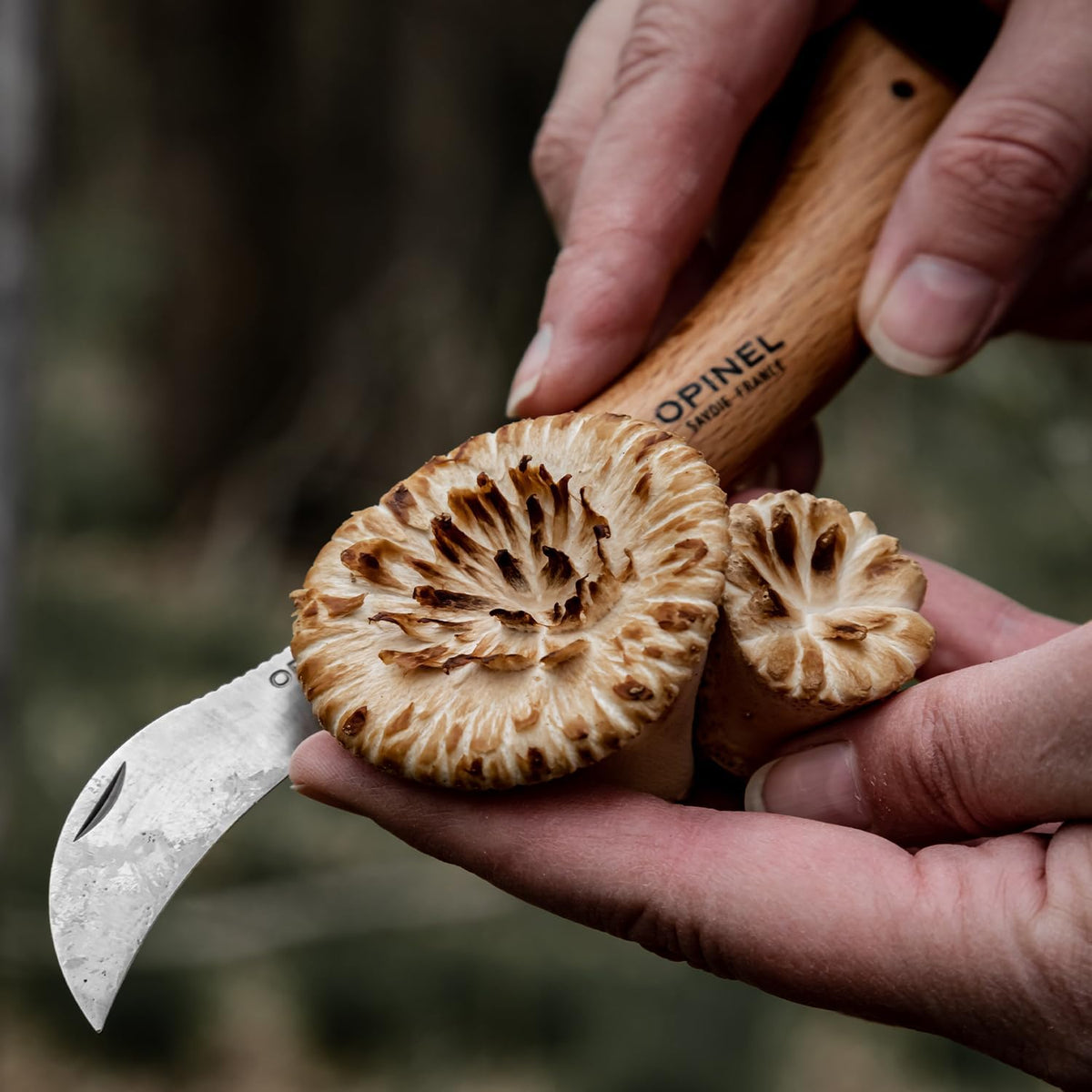 No. 08 Mushroom Knife, Curved Stainless Steel Blade, Brush