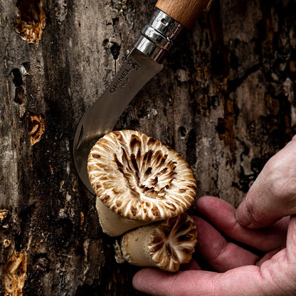 No. 08 Mushroom Knife, Curved Stainless Steel Blade, Brush